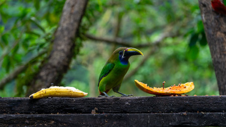 Blue-throated Toucanet ,Aulacorhynchus caeruleogularis caeruleogularis, adult on a branch visiting feeding station in Costa Rica. Eating Papaya.の写真素材