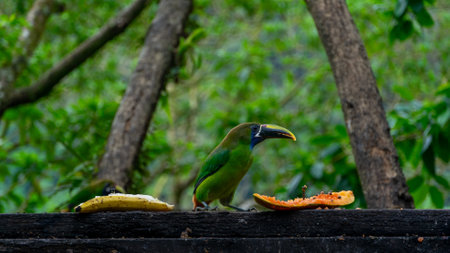 Blue-throated Toucanet ,Aulacorhynchus caeruleogularis caeruleogularis, adult on a branch visiting feeding station in Costa Rica. Eating Papaya.の写真素材