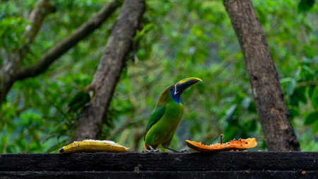 Blue-throated Toucanet ,Aulacorhynchus caeruleogularis caeruleogularis, adult on a branch visiting feeding station in Costa Rica. Eating Papaya.の写真素材