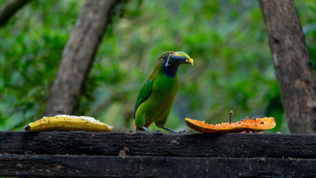 Blue-throated Toucanet ,Aulacorhynchus caeruleogularis caeruleogularis, adult on a branch visiting feeding station in Costa Rica. Eating Papaya.の写真素材