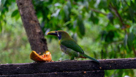 Blue-throated Toucanet ,Aulacorhynchus caeruleogularis caeruleogularis, adult on a branch visiting feeding station in Costa Rica. Eating Papaya.の写真素材