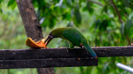 Blue-throated Toucanet ,Aulacorhynchus caeruleogularis caeruleogularis, adult on a branch visiting feeding station in Costa Rica. Eating Papaya.の写真素材