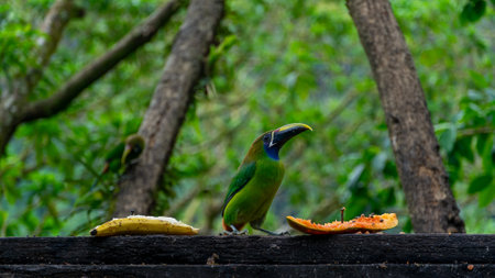 Blue-throated Toucanet ,Aulacorhynchus caeruleogularis caeruleogularis, adult on a branch visiting feeding station in Costa Rica. Eating Papaya.の写真素材