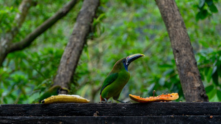 Blue-throated Toucanet ,Aulacorhynchus caeruleogularis caeruleogularis, adult on a branch visiting feeding station in Costa Rica. Eating Papaya.の写真素材