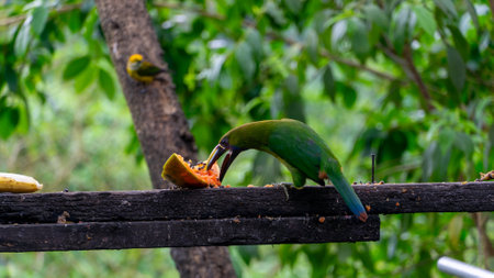 Blue-throated Toucanet ,Aulacorhynchus caeruleogularis caeruleogularis, adult on a branch visiting...