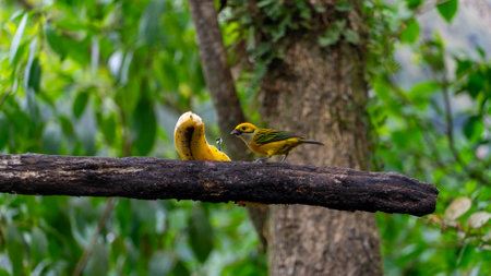 The Silver-throated Tanager, or Tangara Amarilla in Spanish, scientifically known as Tangara icterocephala, is a dazzling bird found in the tropical regions of Central and South America.の写真素材