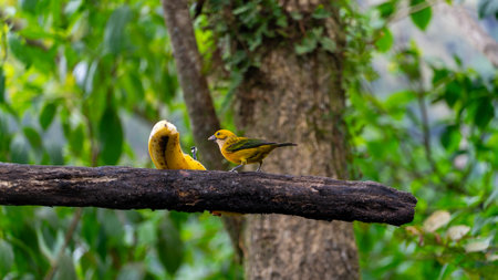 The Silver-throated Tanager, or Tangara Amarilla in Spanish, scientifically known as Tangara icterocephala, is a dazzling bird found in the tropical regions of Central and South America.の写真素材