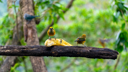 The Silver-throated Tanager, or Tangara Amarilla in Spanish, scientifically known as Tangara icterocephala, is a dazzling bird found in the tropical regions of Central and South America.の写真素材