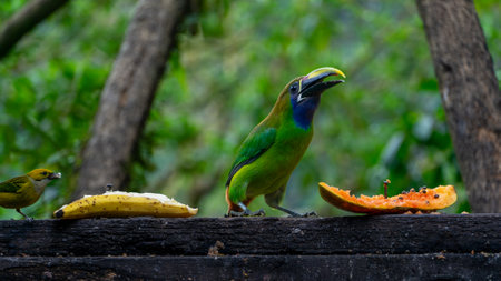 Emerald toucanet and silver throated Tanager eating fruit on a tree, wildlife of Costa Ricaの写真素材