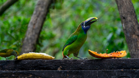 Emerald toucanet and silver throated Tanager eating fruit on a tree, wildlife of Costa Ricaの写真素材