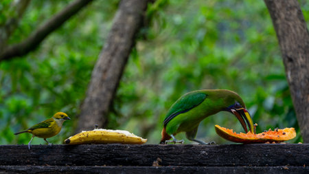 Emerald toucanet and silver throated Tanager eating fruit on a tree, wildlife of Costa Ricaの写真素材