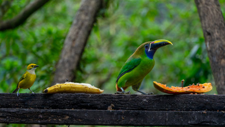 Emerald toucanet and silver throated Tanager eating fruit on a tree, wildlife of Costa Ricaの写真素材