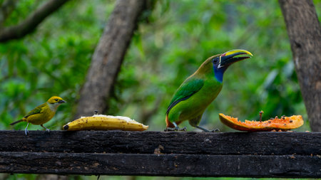Emerald toucanet and silver throated Tanager eating fruit on a wooden platform.の写真素材