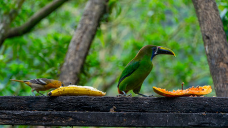 Emerald toucanet and silver throated Tanager eating fruit on a tree, wildlife of Costa Ricaの写真素材