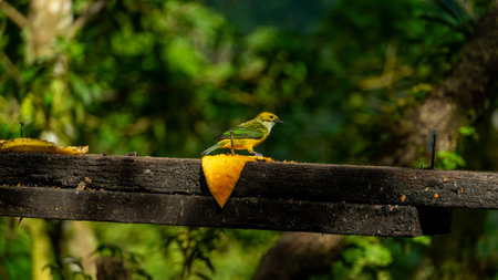 The Silver-throated Tanager, or Tangara Amarilla in Spanish, scientifically known as Tangara icterocephala, is a dazzling bird found in the tropical regions of Central and South America.の写真素材