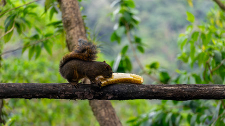 Natural squirrel eating fresh banana on a tree in Costa Ricaの写真素材