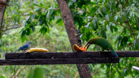 Glaucous tanager and blue throated toucanet eating banana and papaya on a wooden plank in Costa Rica at a roadside viewpointの写真素材