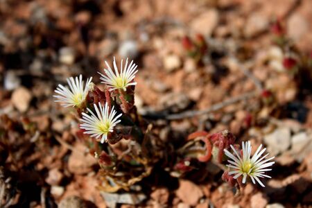A naturalised African species with the size of each flower less than 10mm - Slenderleaf Iceplant -...
