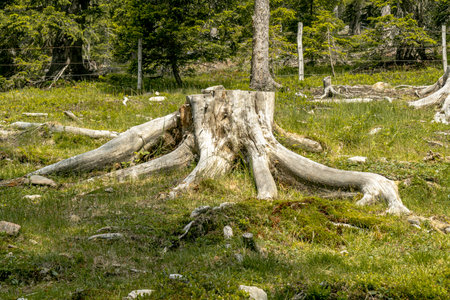 Old tree stump with roots in a meadowの写真素材