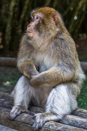 Barbary macaque (Macaca fascicularis) sitting on the wooden benchの写真素材