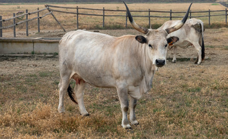 Brahma cow in a meadow on a sunny day.の写真素材