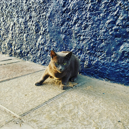 Cat sitting on the ground in front of a blue wall in the city.の写真素材
