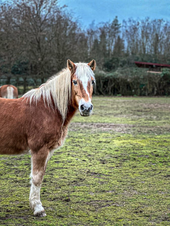 Horse on a meadow in the countryside in springtime.の写真素材