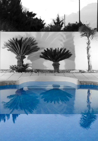 Three Mini Palm Trees reflected in the blue water of a Swimming Pool