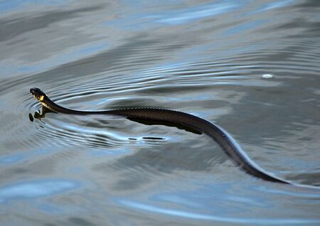 Sea Snake swimming in Lithuaniaの写真素材