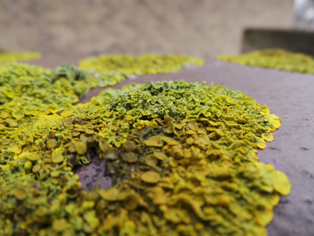Close up of Lichen on a brick