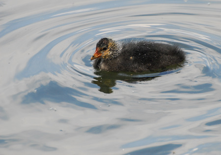 Coot Chicks swimming in a lakeの写真素材