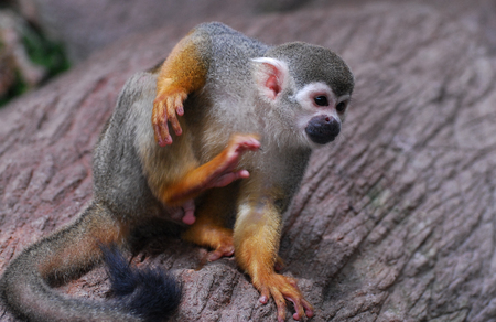 Cute Squirrel monkey scratching itself with its rear leg