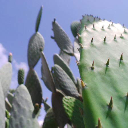 Close up of a spiny cactus plant in Cyprusの写真素材