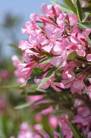 A bunch of pink flowers on a hedge