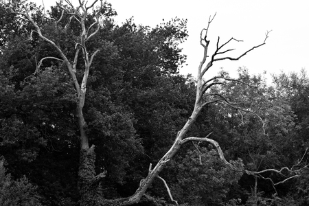ad tree in front of live trees