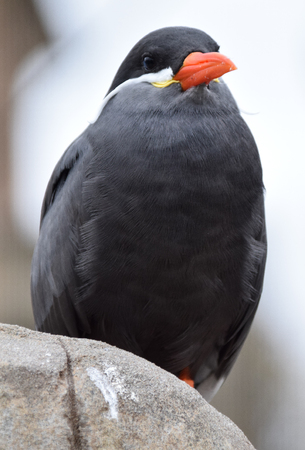 A Beautiful inca tern, a south American sea bird found in Peru and Chileの写真素材