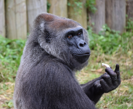 A Western Lowland Gorilla looking at the camera whilst eating