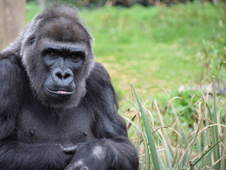 A portrait of a western lowland gorilla