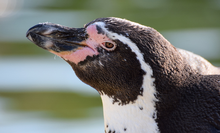 Close up portrait of an African Penguinの写真素材