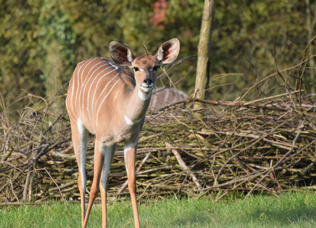A bongo staring straight at the photographerの写真素材