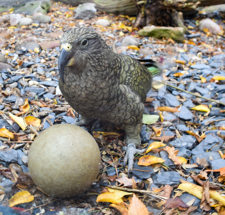 A Kea parrot playing with a ballの写真素材