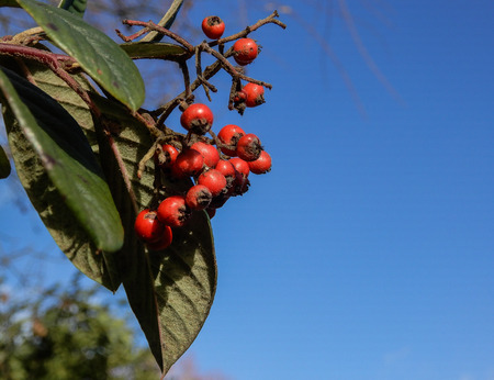 The berries of a dog rose against a bright blue skyの写真素材