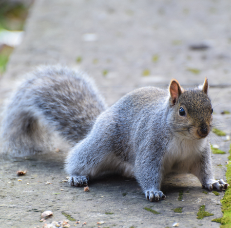 A Squirrel poised to run on a stone wallの写真素材
