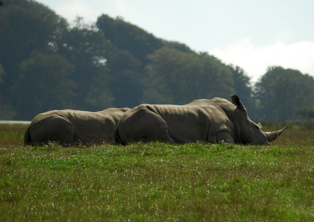 Two Rhinos resting in a sunny fieldの写真素材