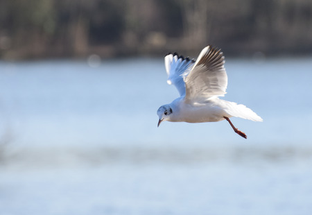 BlackHeaded Gull in flight