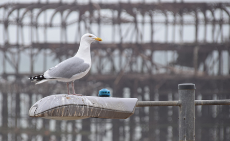 A Herring Gull atop a lampost in front of the ruined West Pier in Brightonの写真素材