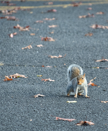 A squirrel walking across a car park with food in it's mouthの写真素材