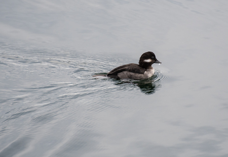 A Female Bufflehead duck swimming on the water of the reservoir in Central Park