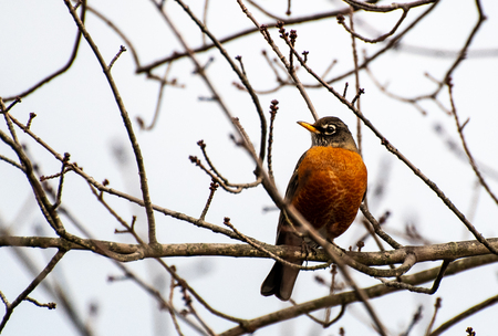 An American Robin perching in a treeの写真素材