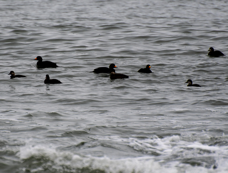 A flock of Black Scoters swimming on the Atlantic off the Jersey Shoreの写真素材